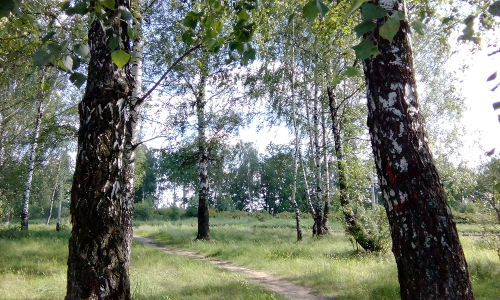  Подмосковье, лето 2016