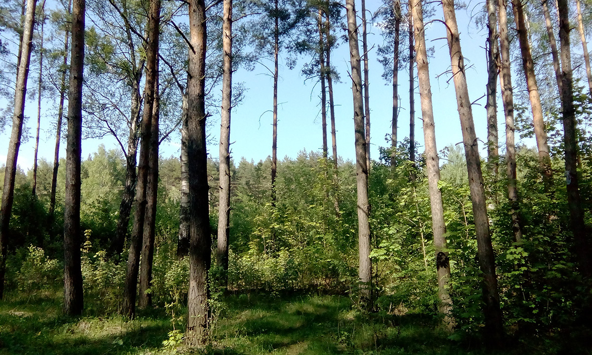  Подмосковье, весна 2016