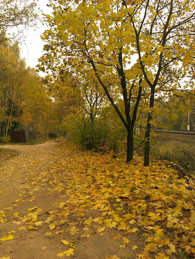  Подмосковье, осень 2015
