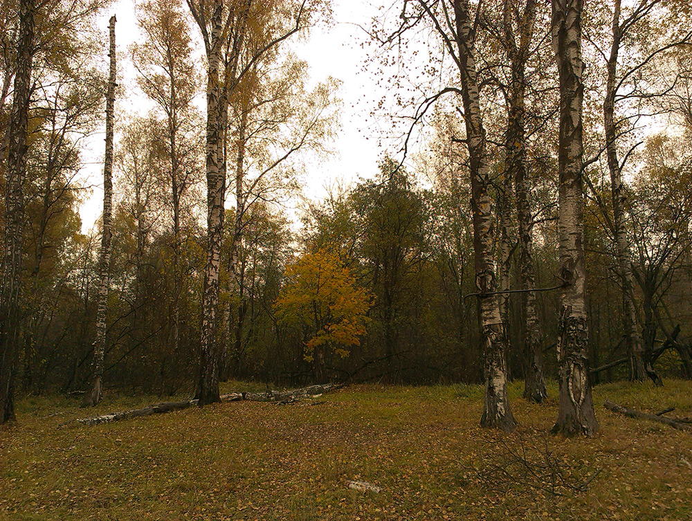  Подмосковье, осень 2015