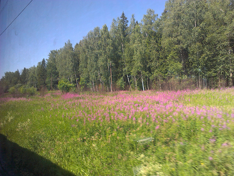  Подмосковье, лето 2015