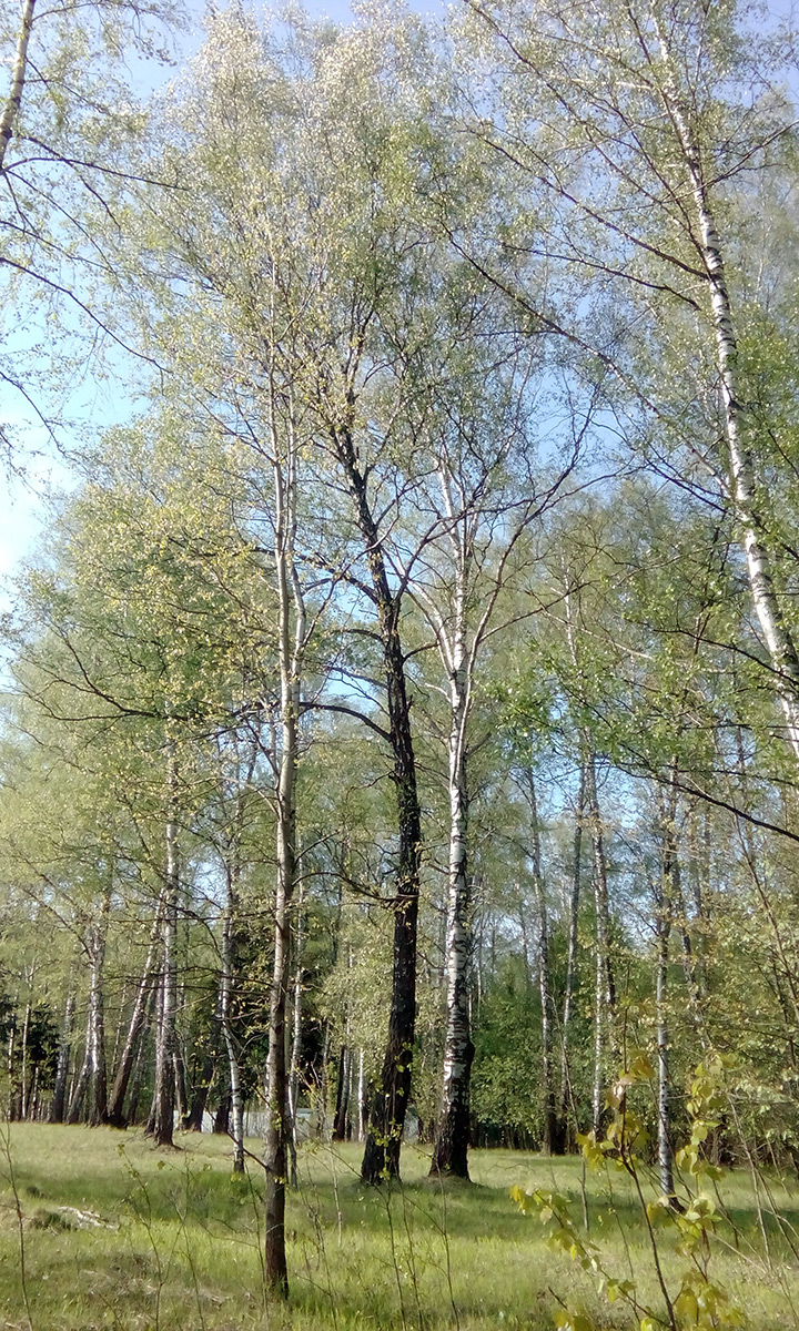  Подмосковье, весна 2016