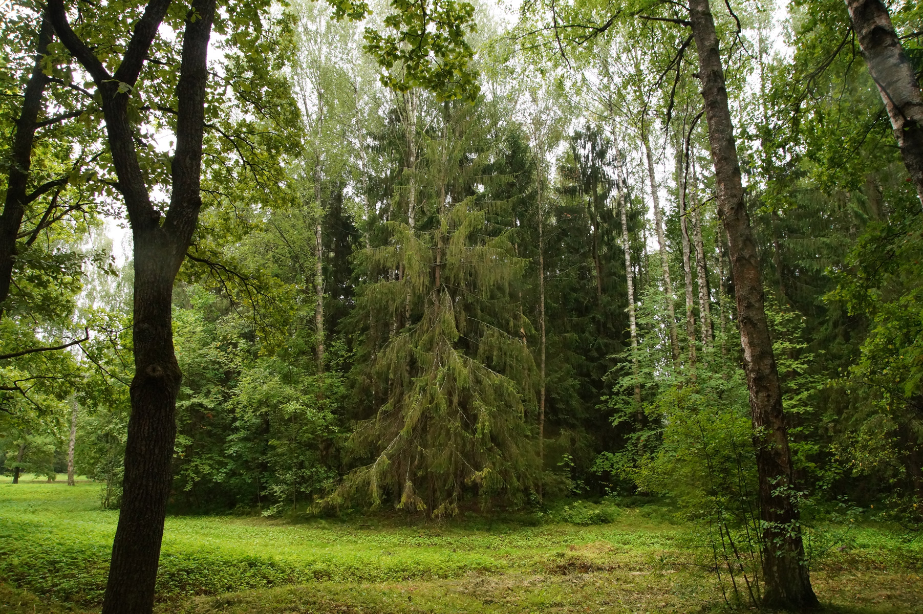 
Павловск, Санкт-Петербург, лето 2019