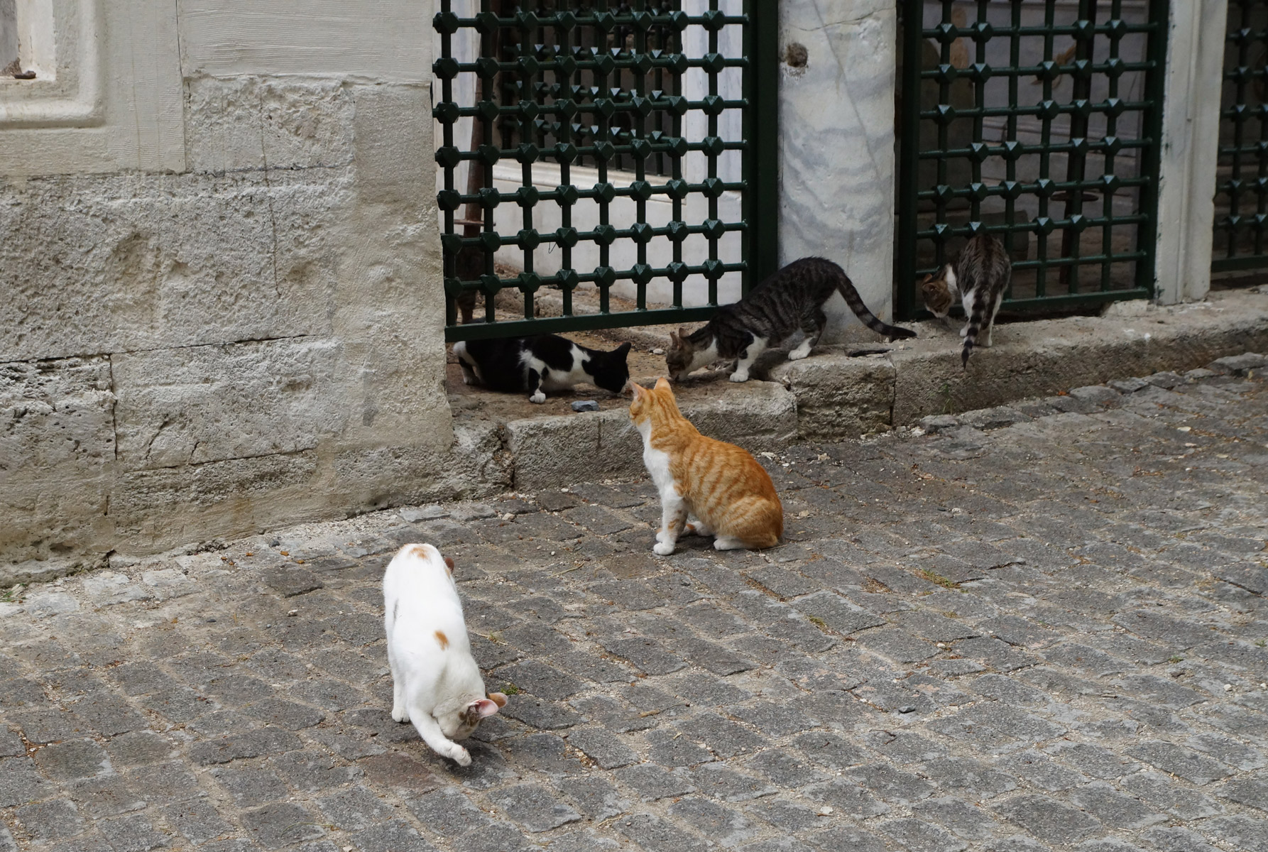 Котики в Эйюпе.

Стамбул, Турция, весна 2019